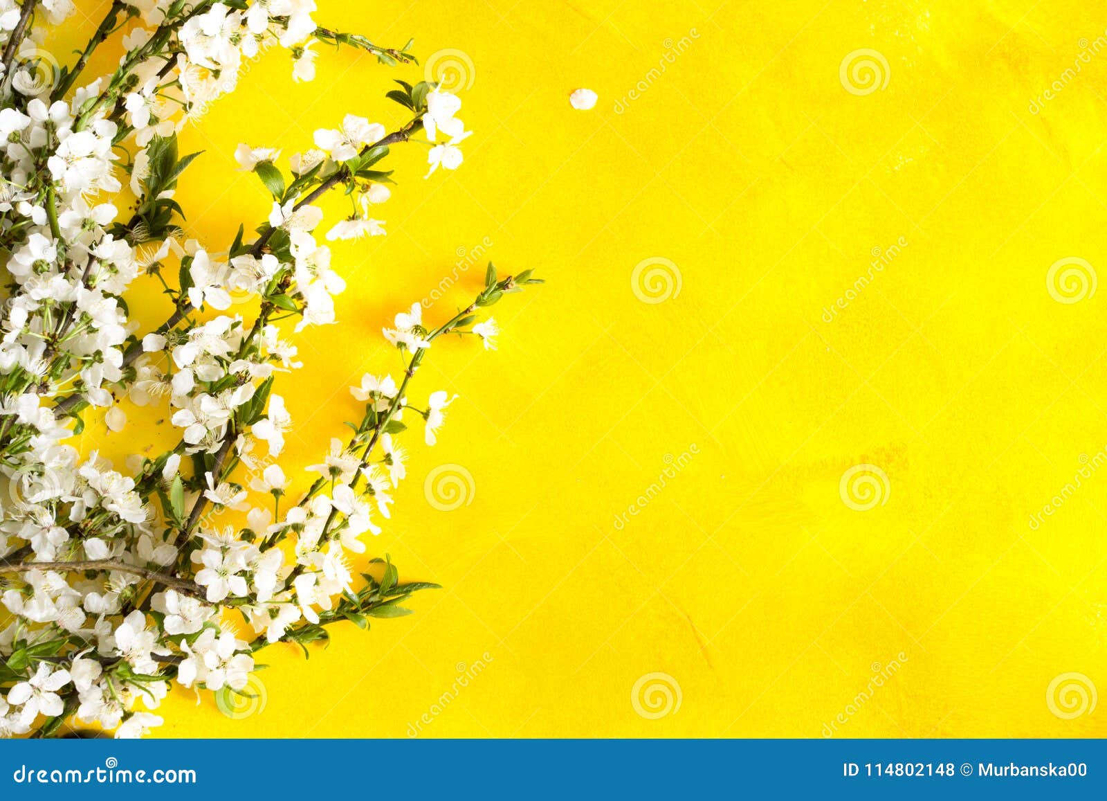 Cherry Blossom Branches On Yellow Background. Stock Photo Image of