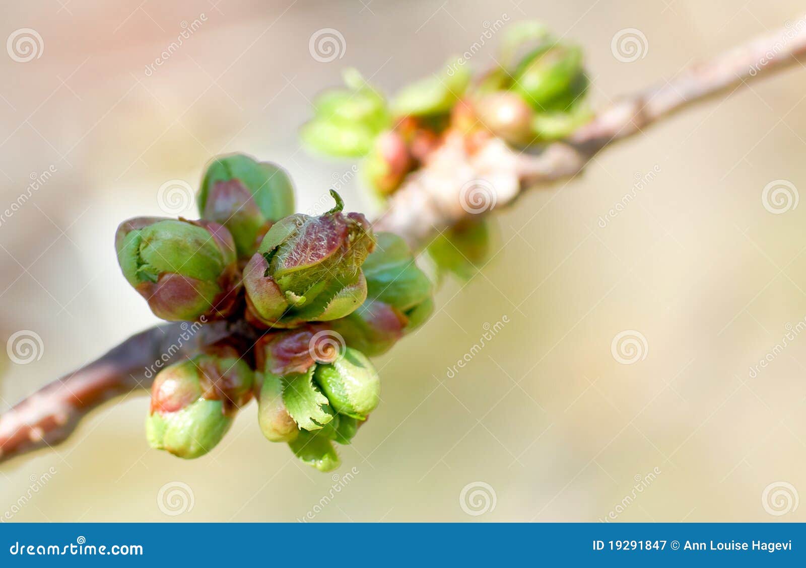 Cherry blossom buds stock image. Image of brown, macro 19291847