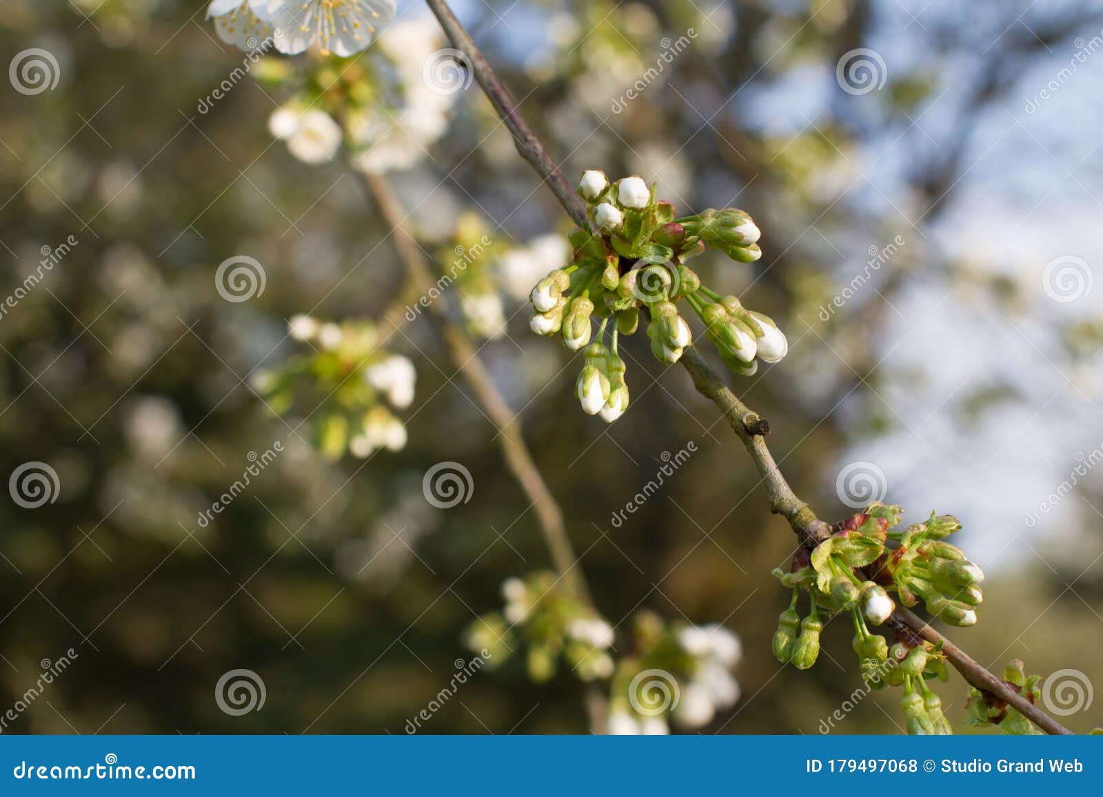 cherry blossom buds blooming for natural resources and vegetal beauty