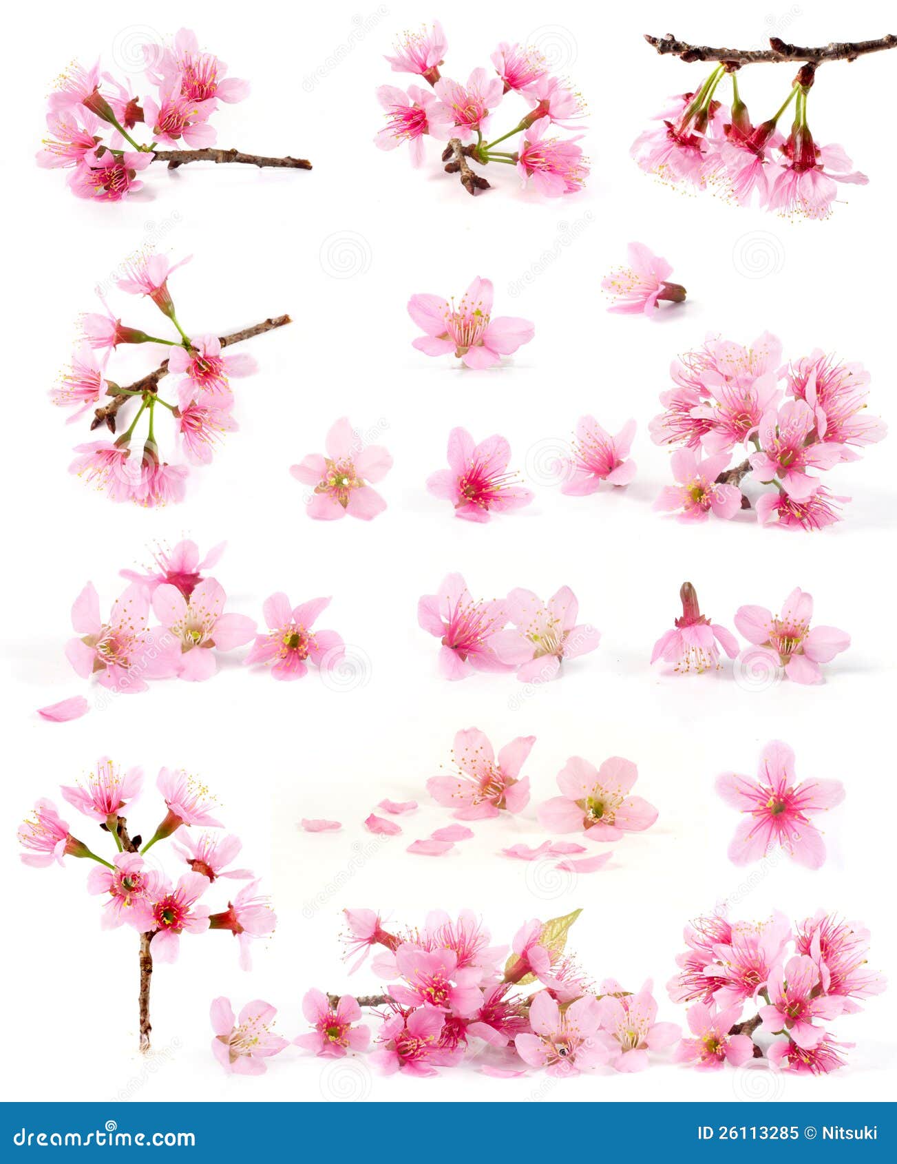 cherry blossom collection