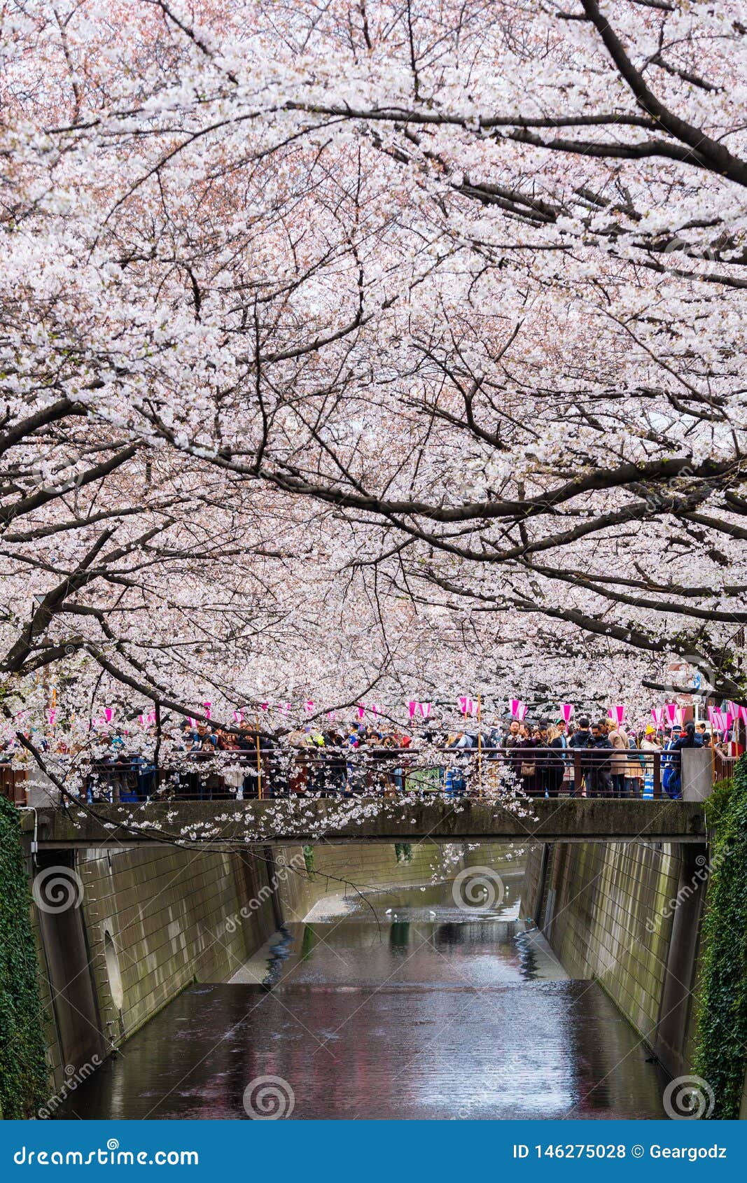 Cherry Blossom Festival in Full Bloom at Meguro River . Meguro River is