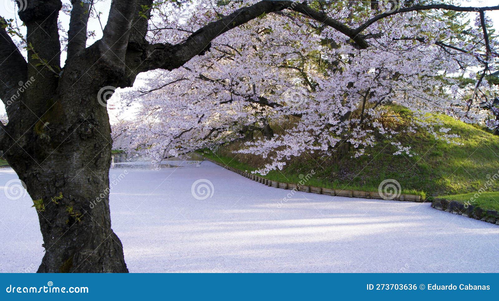 Cherry Blossom Festival - Hanami - Cherry Blossoms in Hirosaki, Japan ...