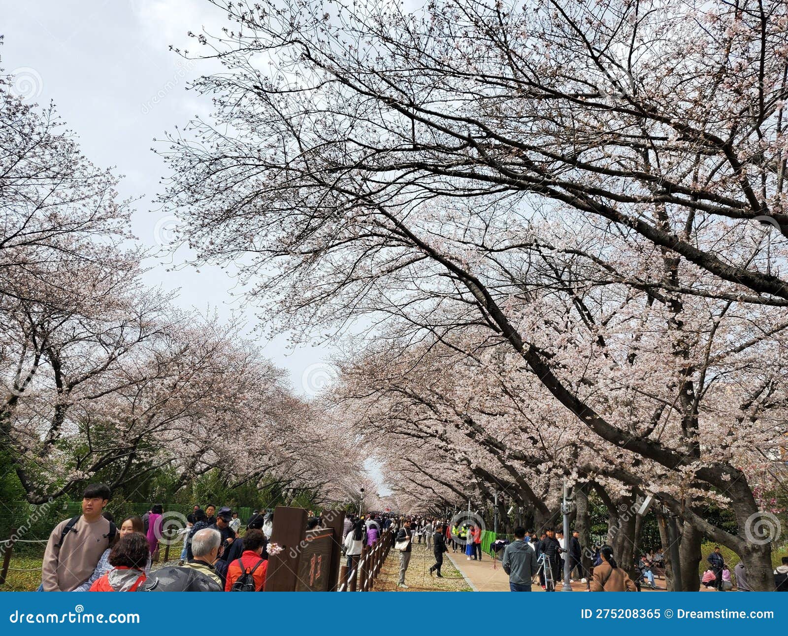 Cherry Blossom Festival in Korea Editorial Image Image of blossom