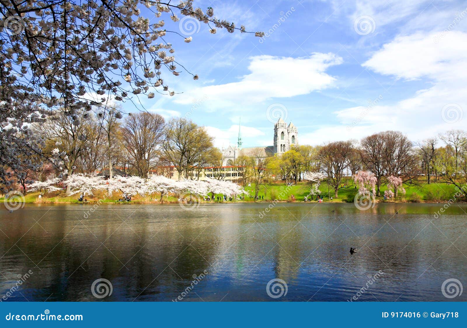The Cherry Blossom Festival in New Jersey Stock Photo Image of growth