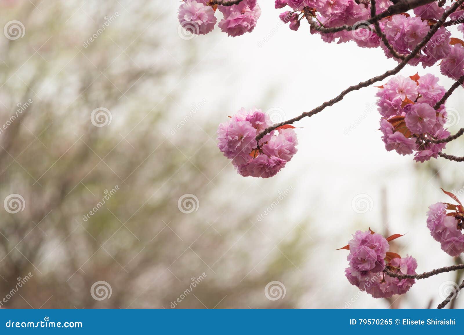 cherry blossom