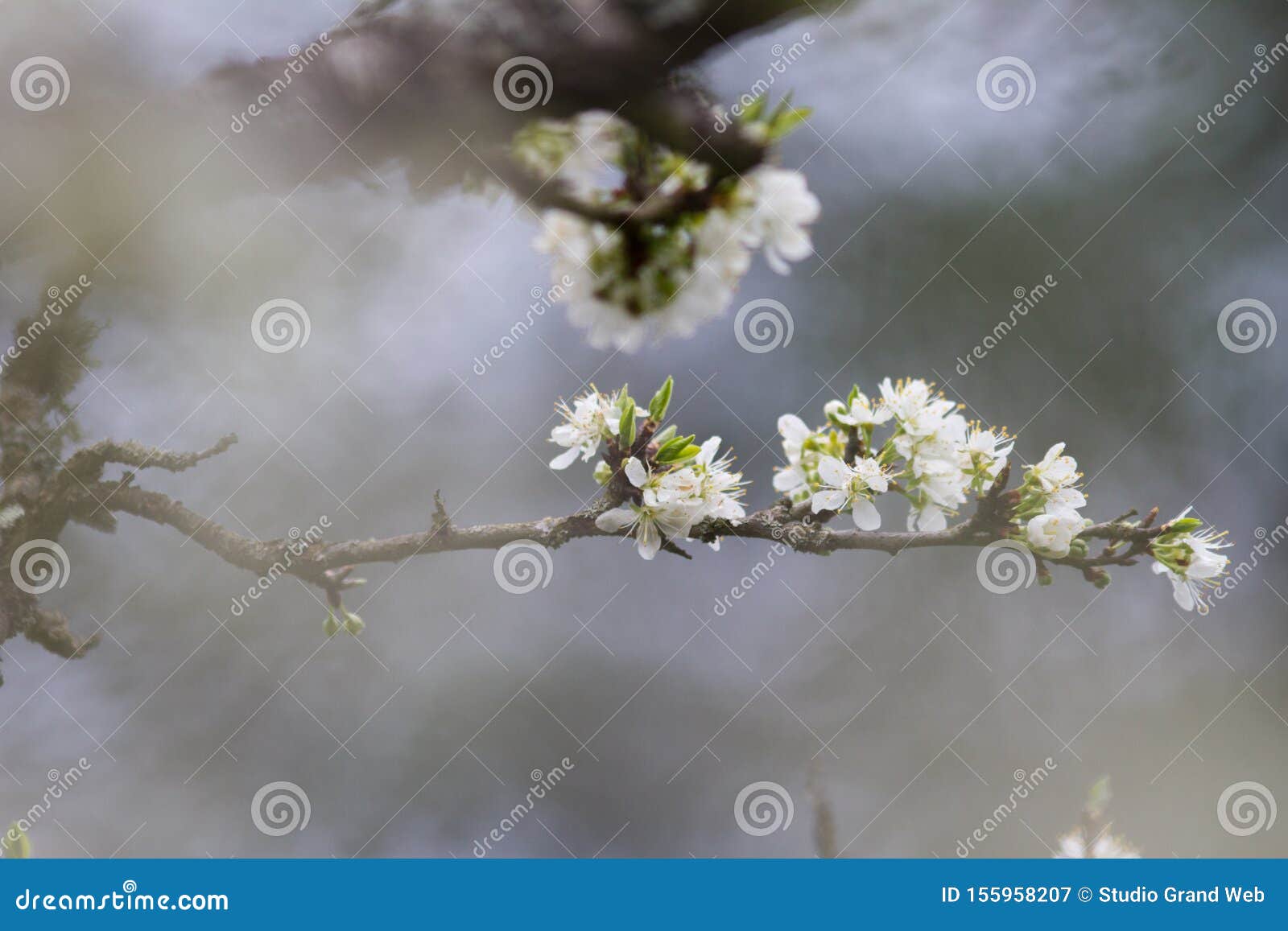 cherry blossom flower in foggy blurry background for relaxing serenity