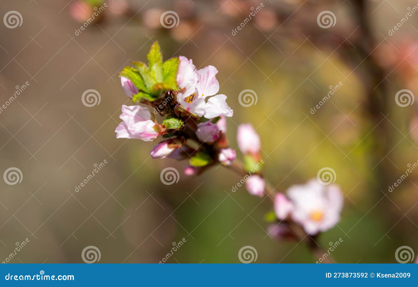 Cherry Blossom Flowers in Spring Stock Photo Image of plant, april
