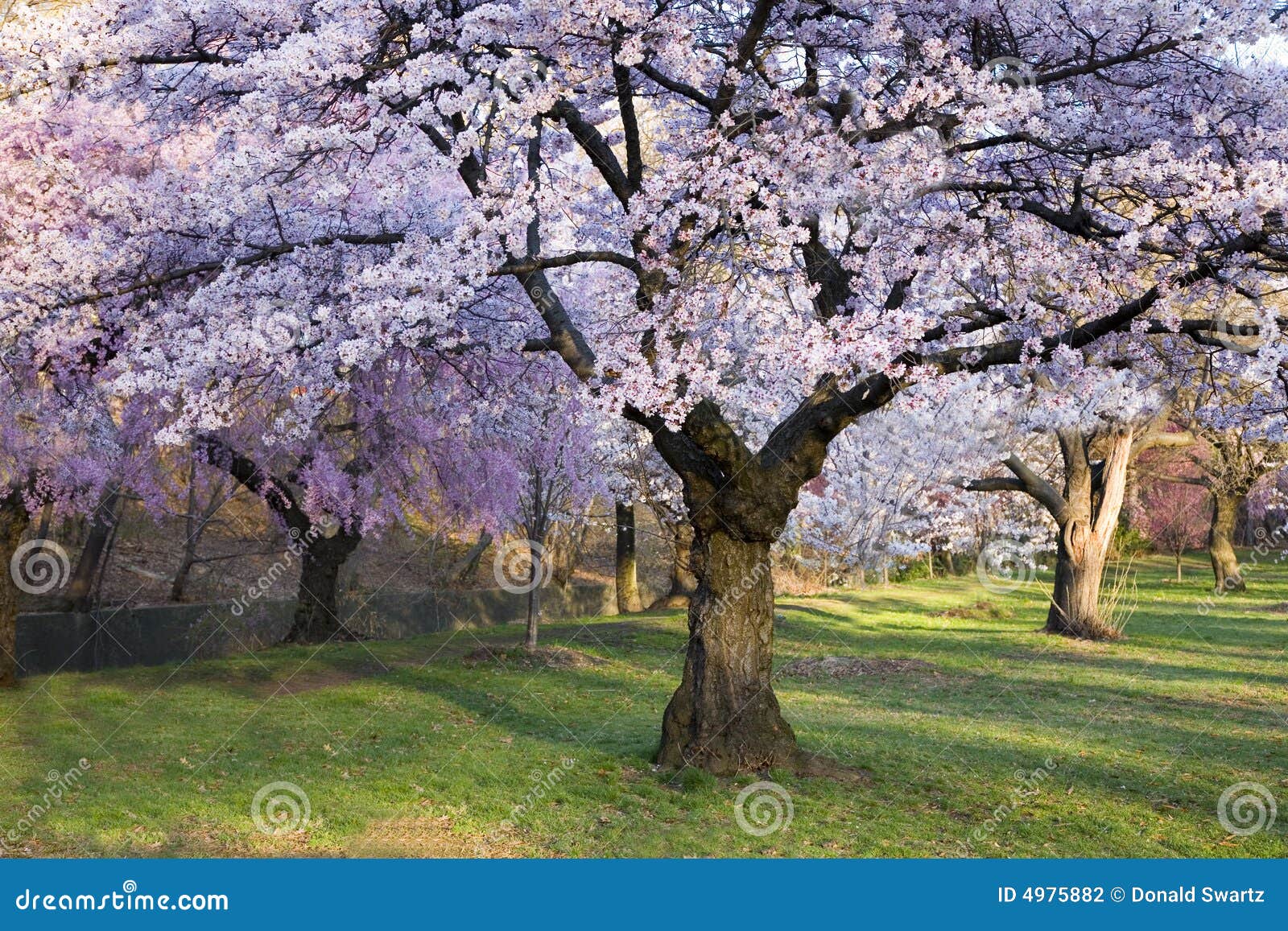 Cherry Blossom Forest stock photo. Image of landscape 4975882