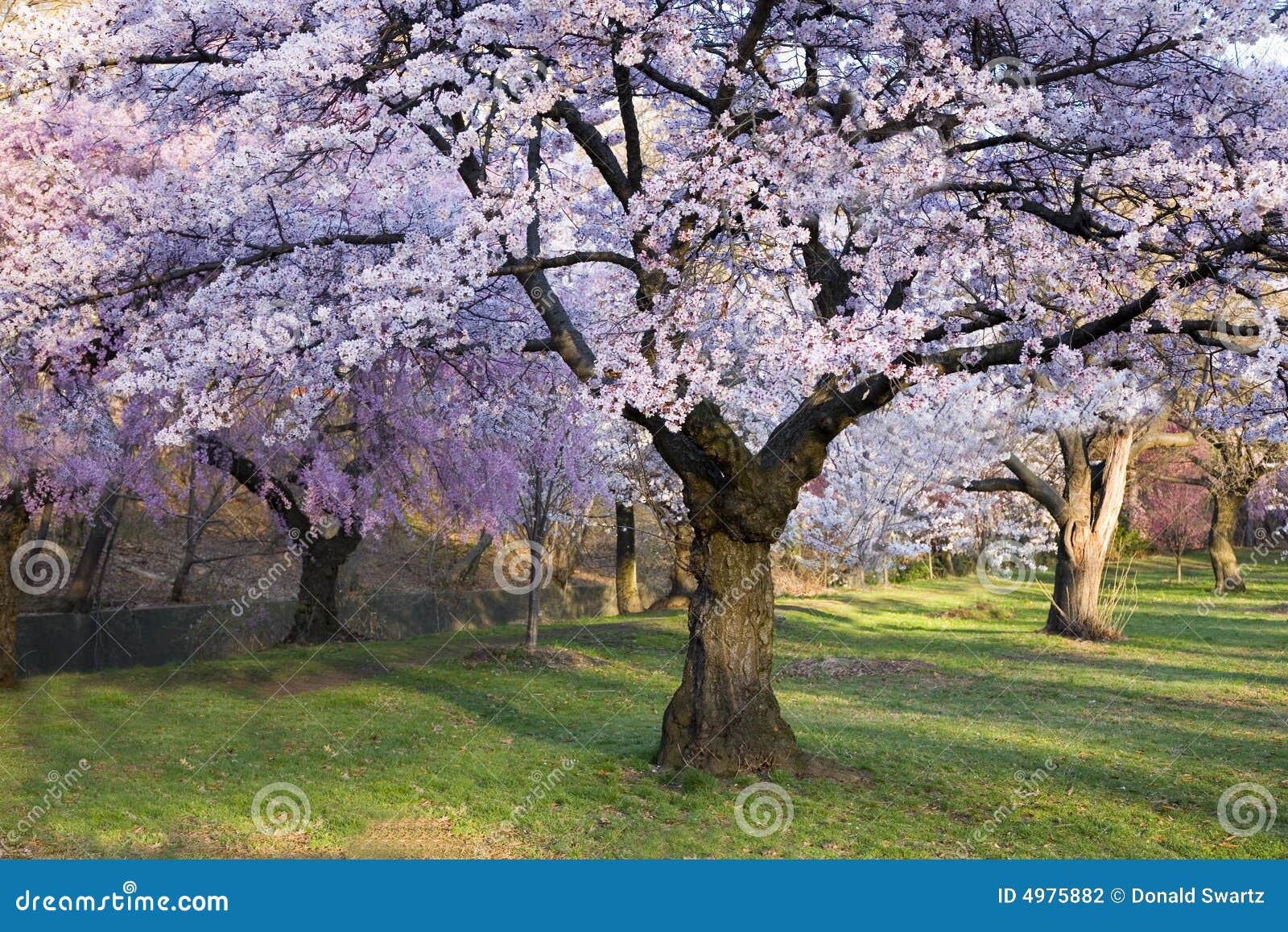 cherry blossom forest