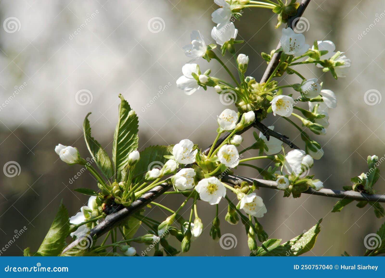 Cherry Blossom stock photo. Image of food, eaten, healthy 250757040