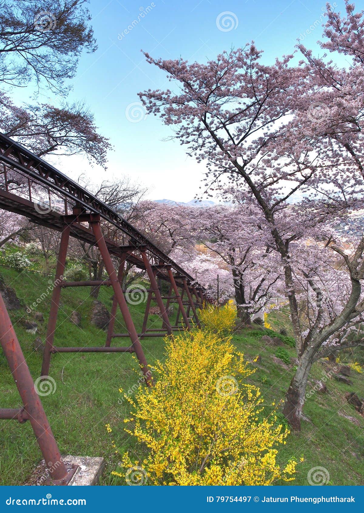 cherry blossom in funaoka joshi park in miyagi prefecture, japan