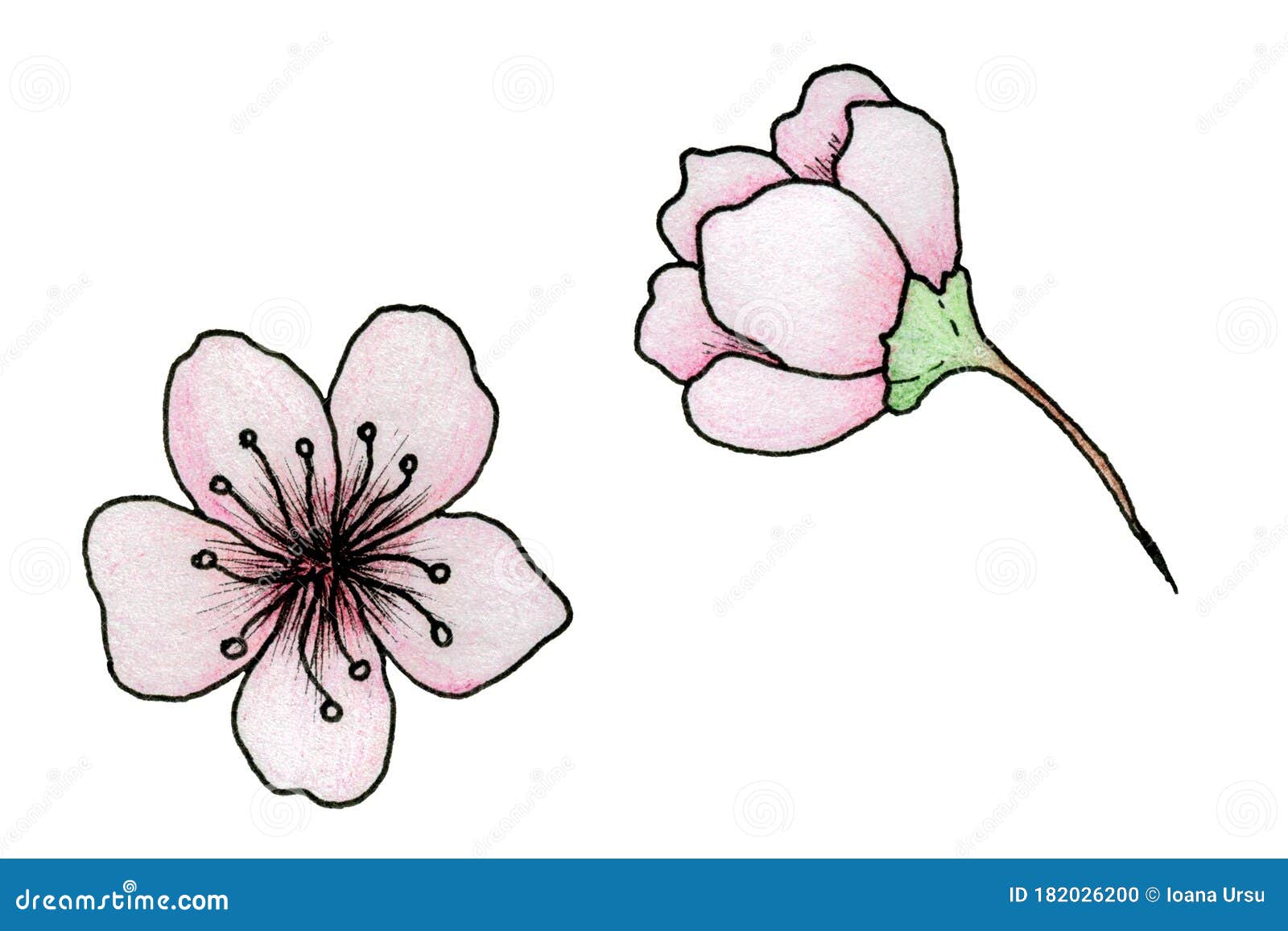 Cherry Blossom Illustration, Simple Hand Drawn Sakura Flowers ...