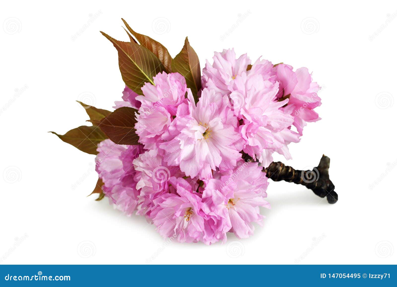 Cherry Blossom Isolated on White Stock Image Image of branch
