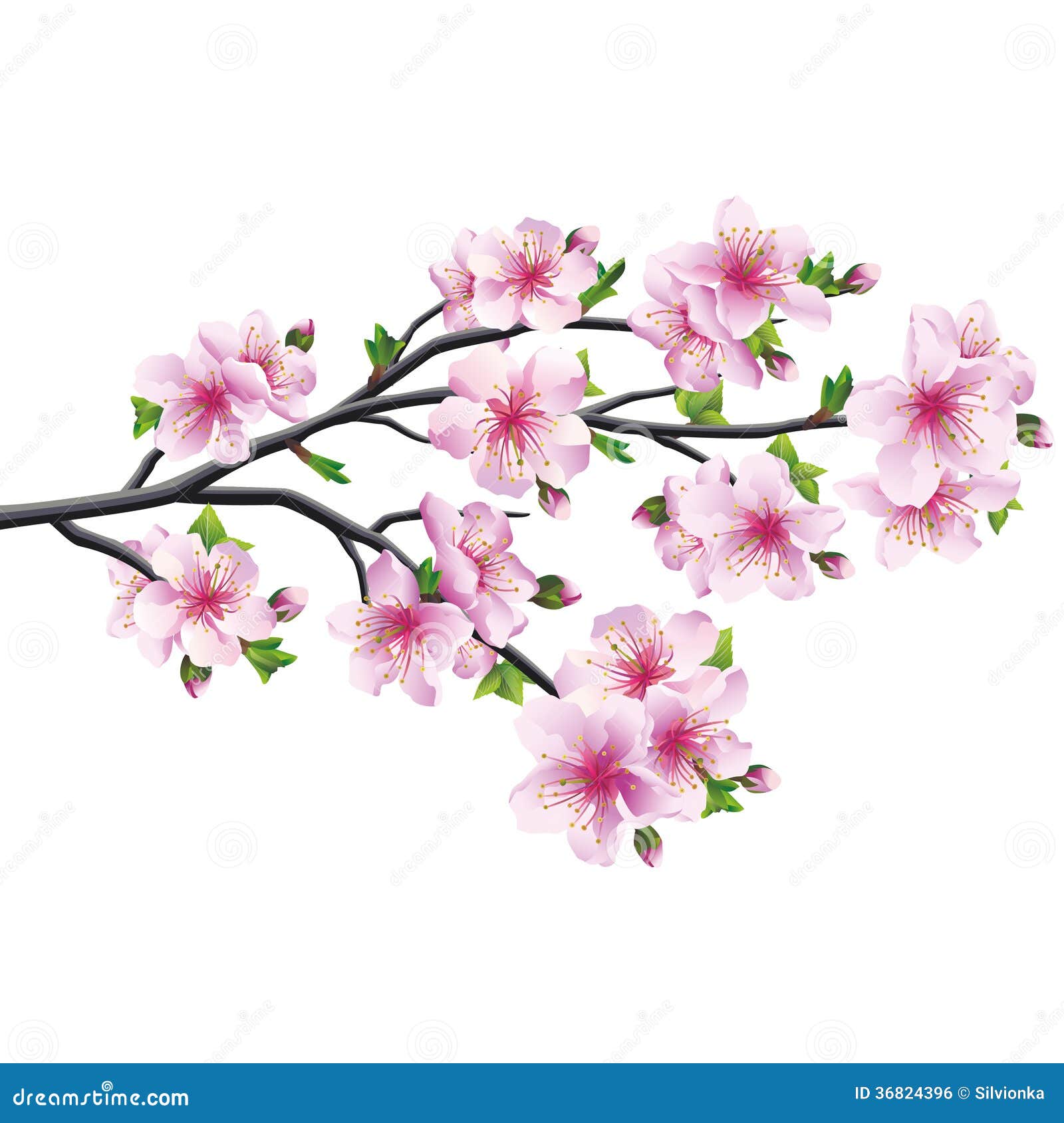cherry blossom, japanese tree sakura