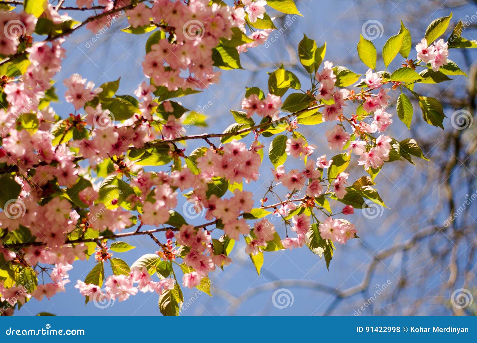 Cherry blossom stock photo. Image of march, bloom, leaf 91422998