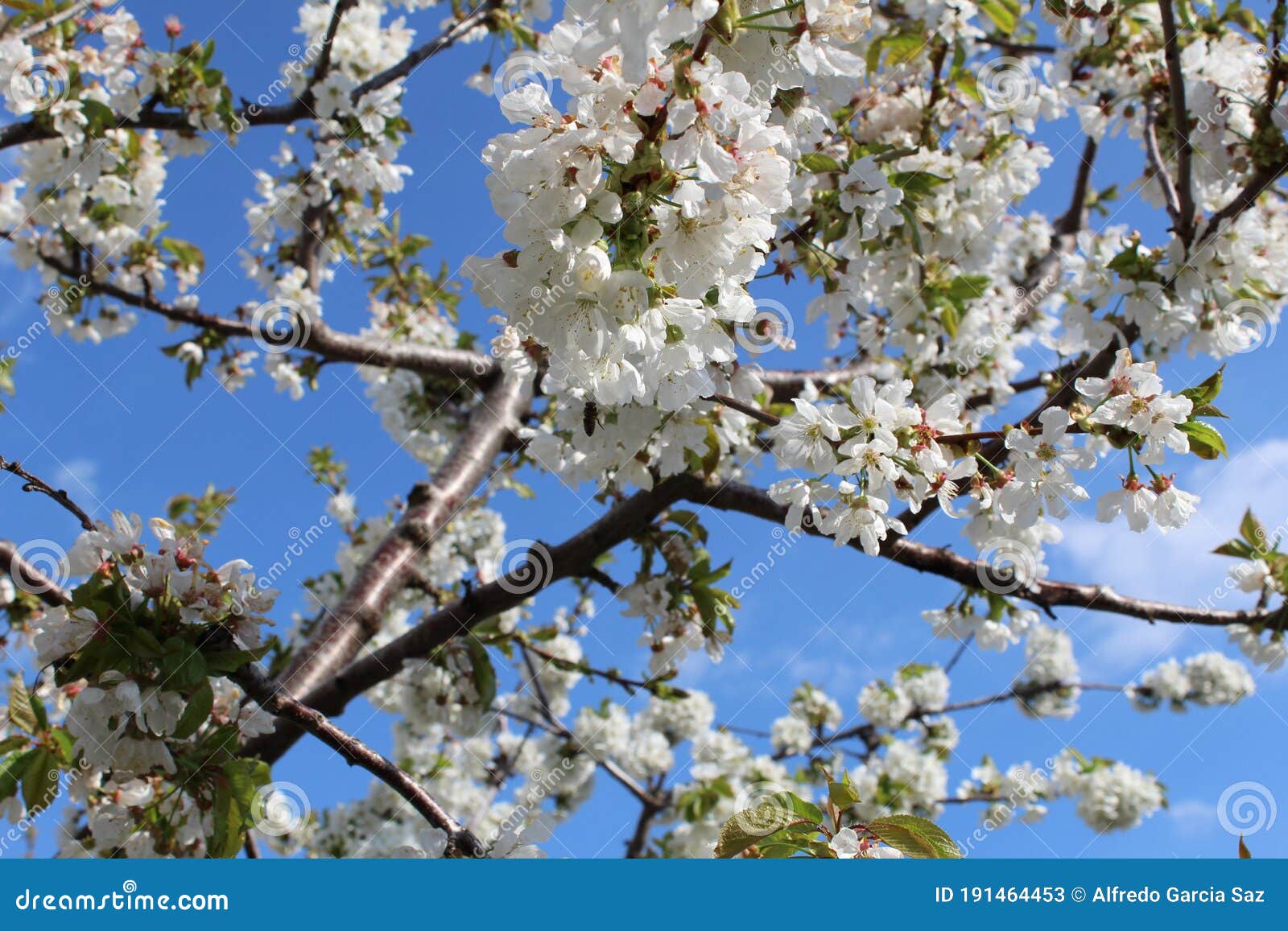 cherry blossom at jerte valley, cerezos en flor valle del jerte. cherry blossom flowers are in bloom.