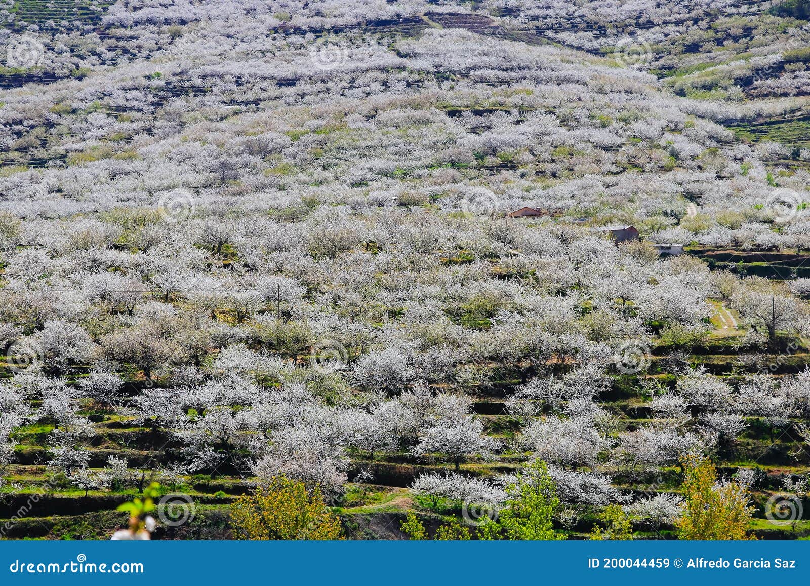 cherry blossom at jerte valley, cerezos en flor valle del jerte. cherry blossom flowers are in bloom