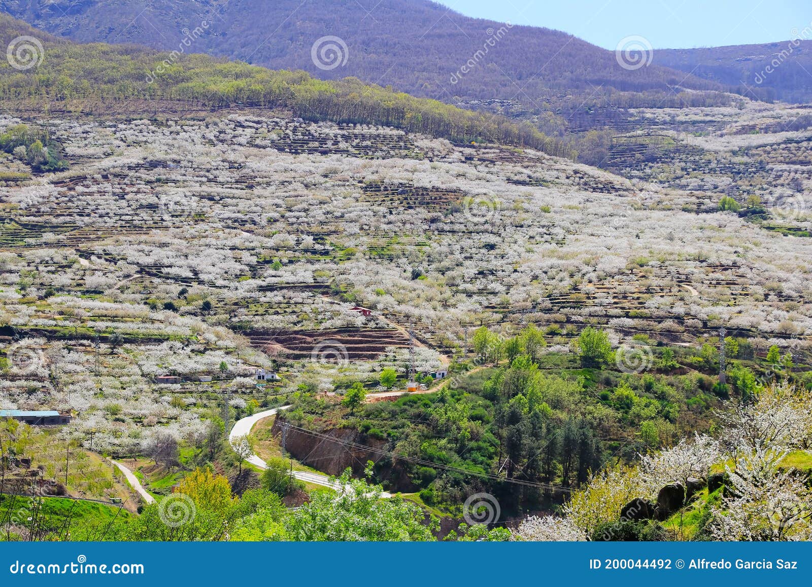 cherry blossom at jerte valley, cerezos en flor valle del jerte. cherry blossom flowers are in bloom