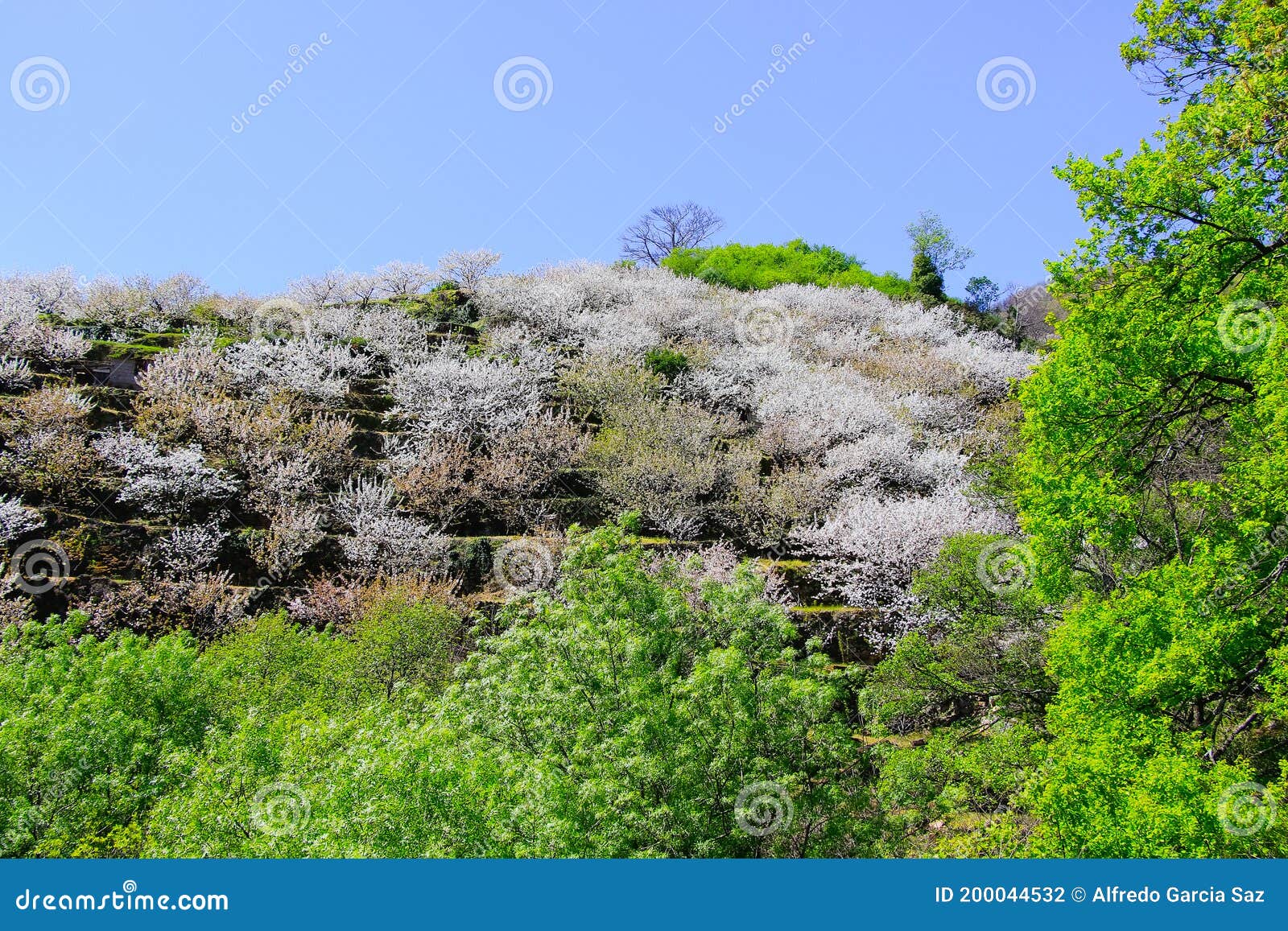 cherry blossom at jerte valley, cerezos en flor valle del jerte. cherry blossom flowers are in bloom