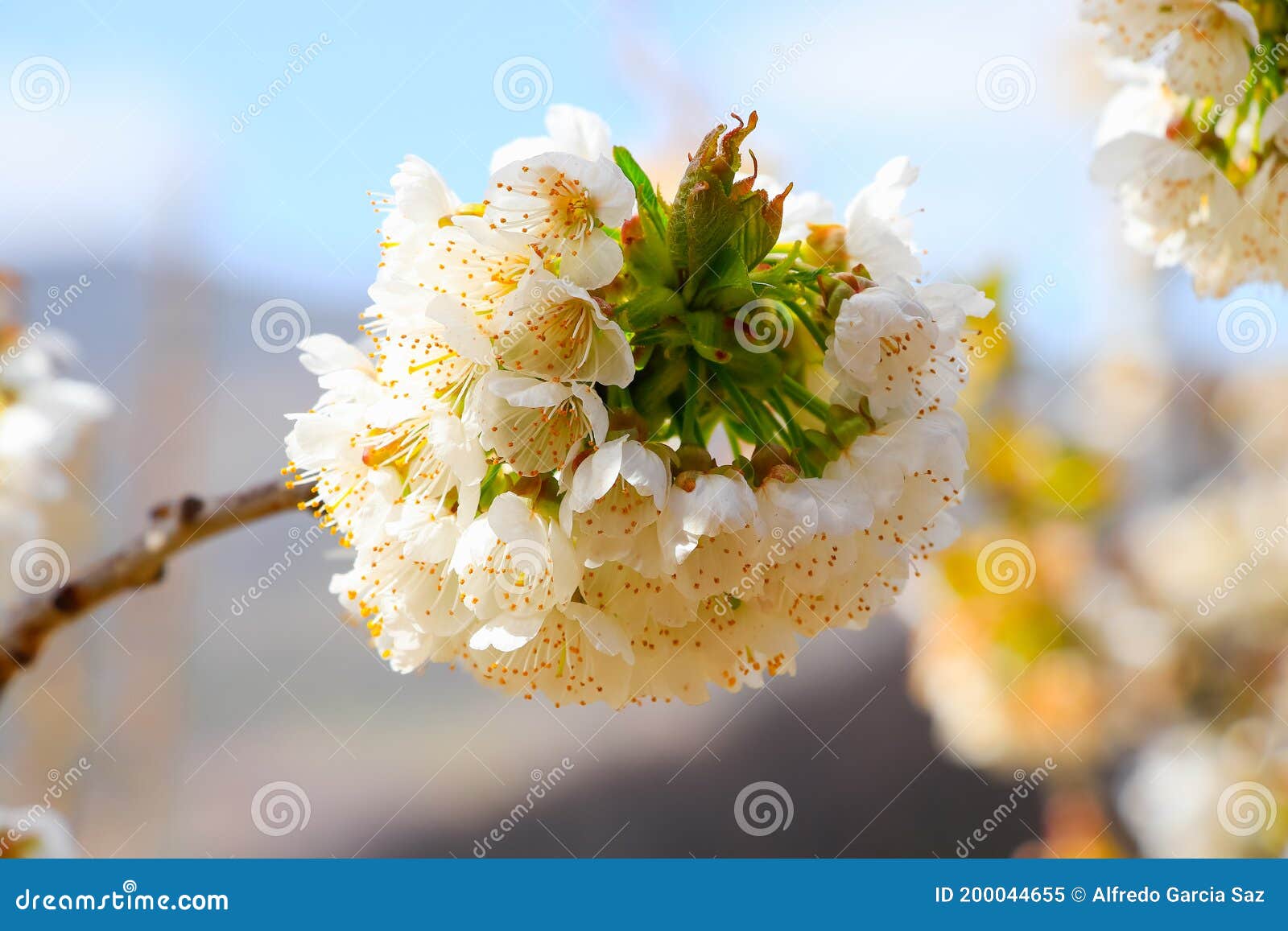 cherry blossom at jerte valley, cerezos en flor valle del jerte. cherry blossom flowers are in bloom