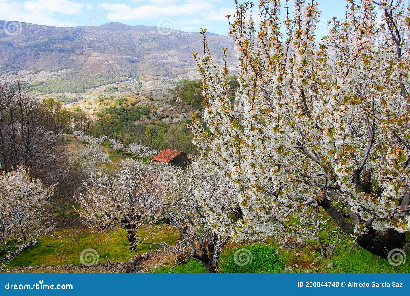 cherry blossom at jerte valley, cerezos en flor valle del jerte. cherry blossom flowers are in bloom