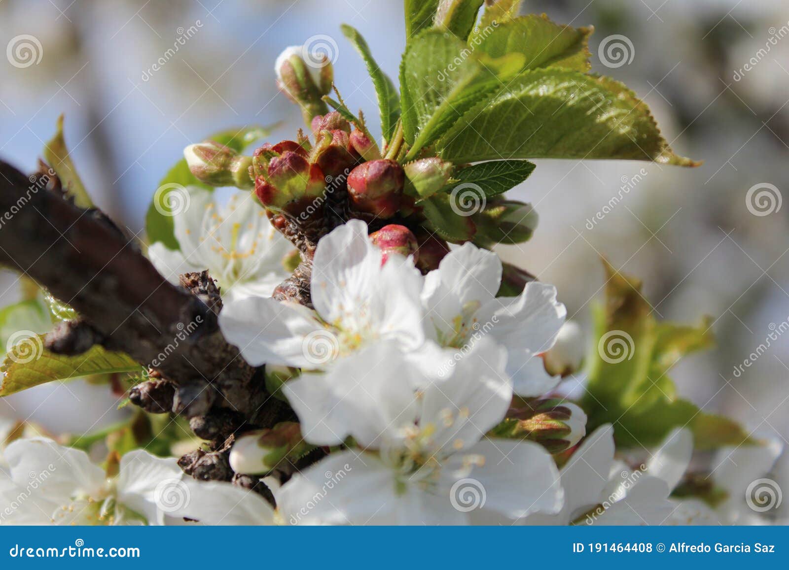 cherry blossom at jerte valley, cerezos en flor valle del jerte. cherry blossom flowers are in bloom.