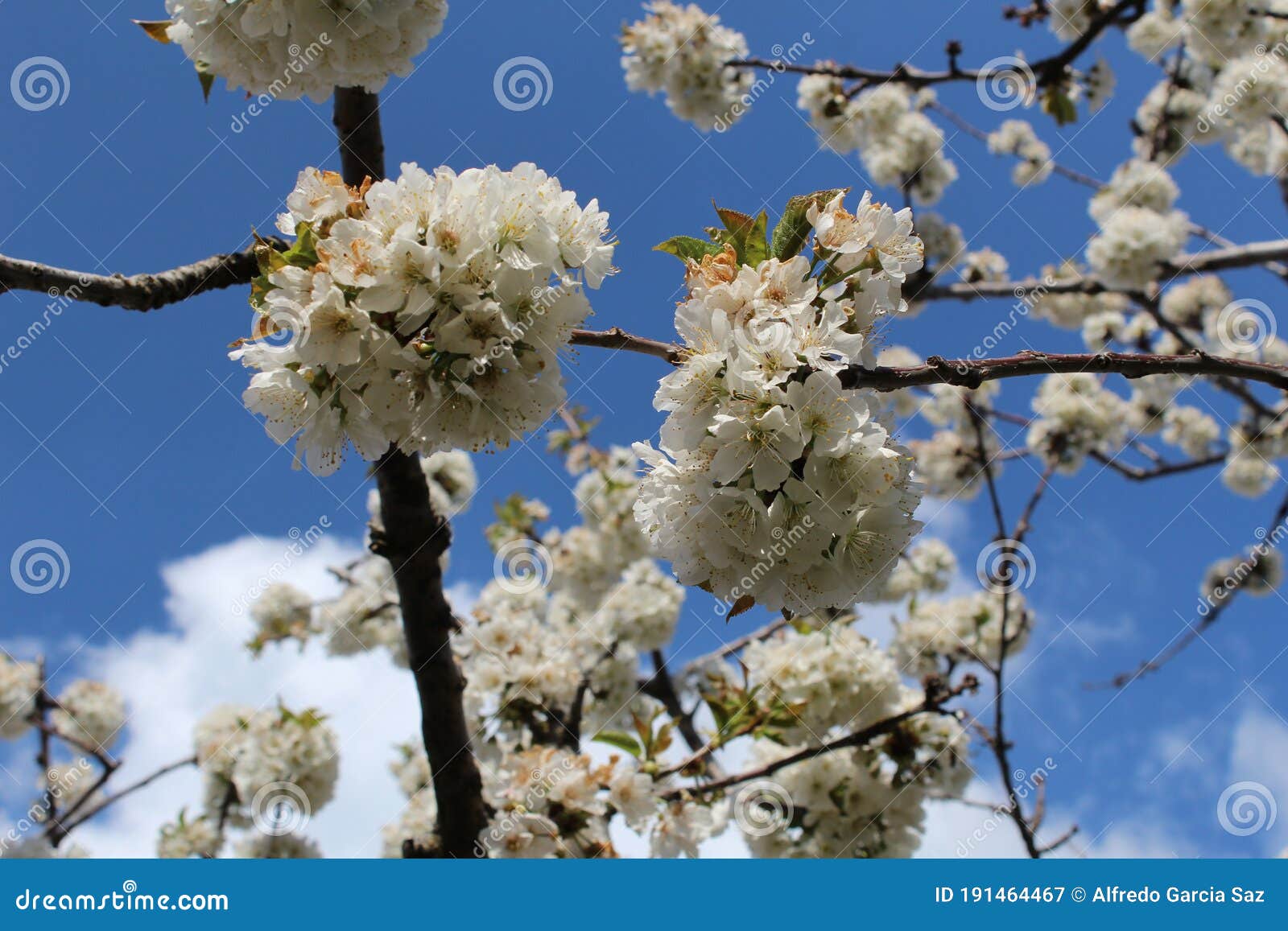 cherry blossom at jerte valley, cerezos en flor valle del jerte. cherry blossom flowers are in bloom.
