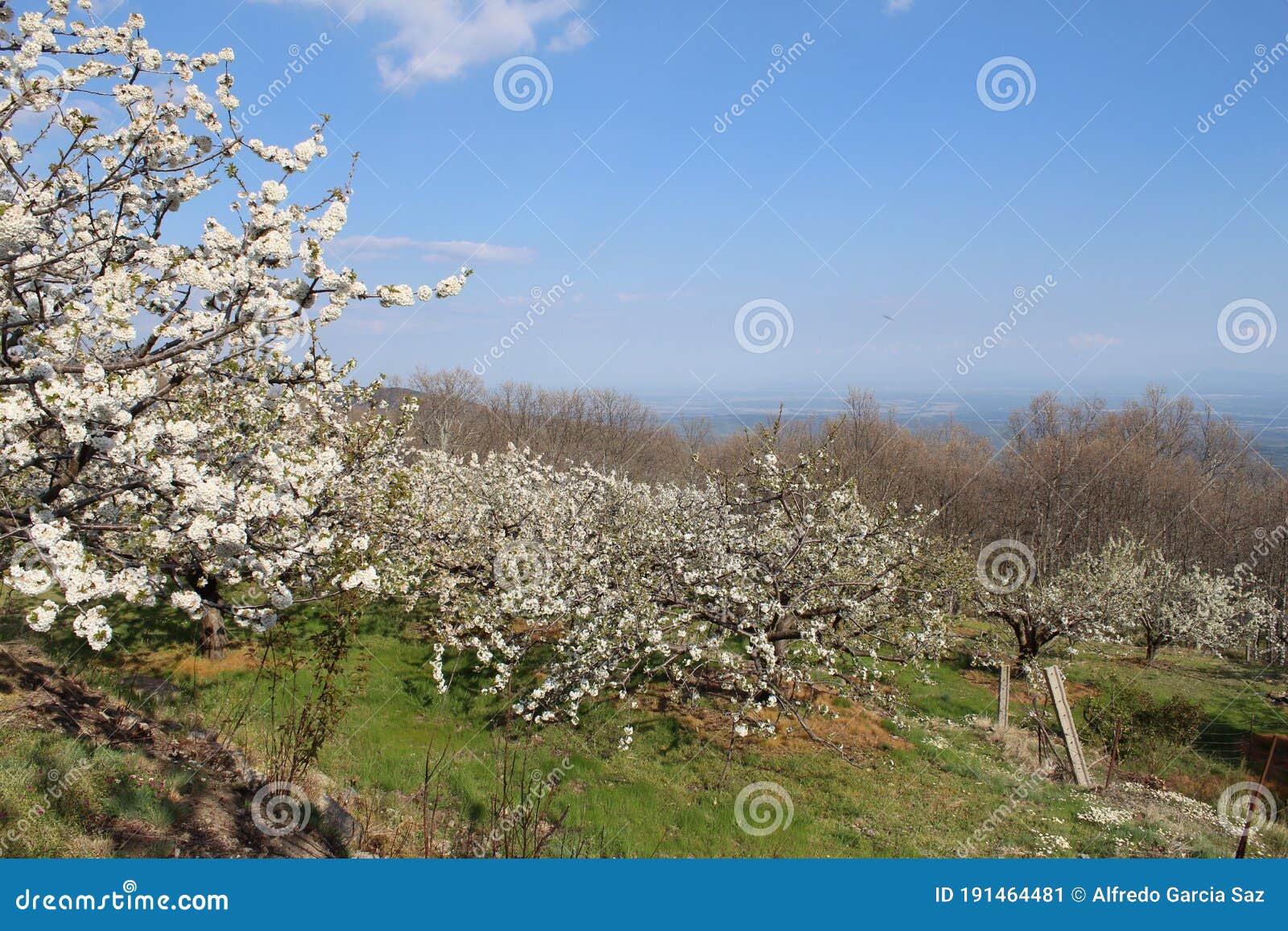 cherry blossom at jerte valley, cerezos en flor valle del jerte. cherry blossom flowers are in bloom.