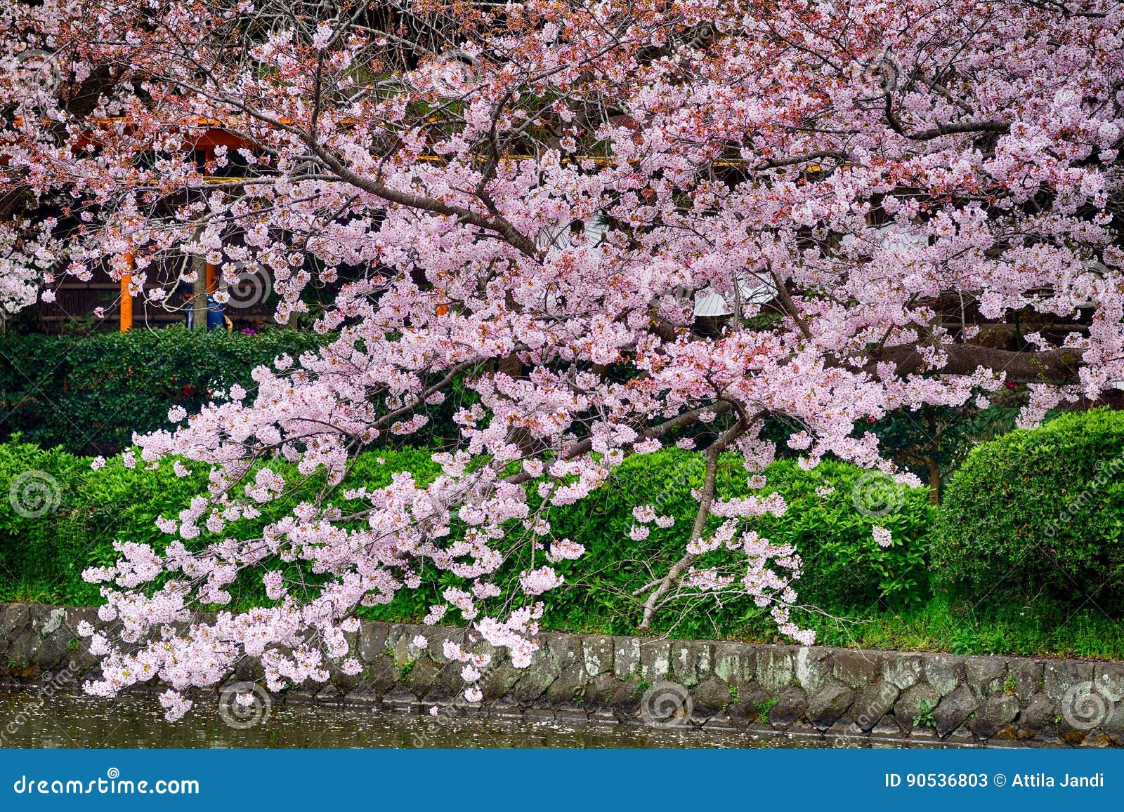 Cherry Blossom, Kamakura, Japan Stock Image Image of japan, heritage