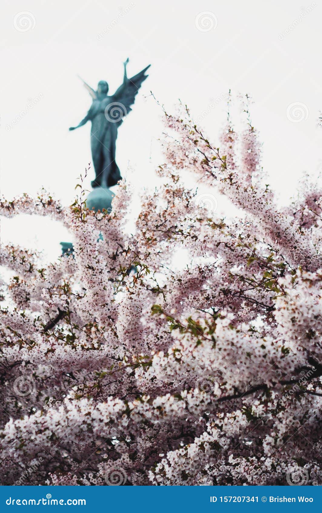 cherry blossom in langelinie park copenhagen denmark