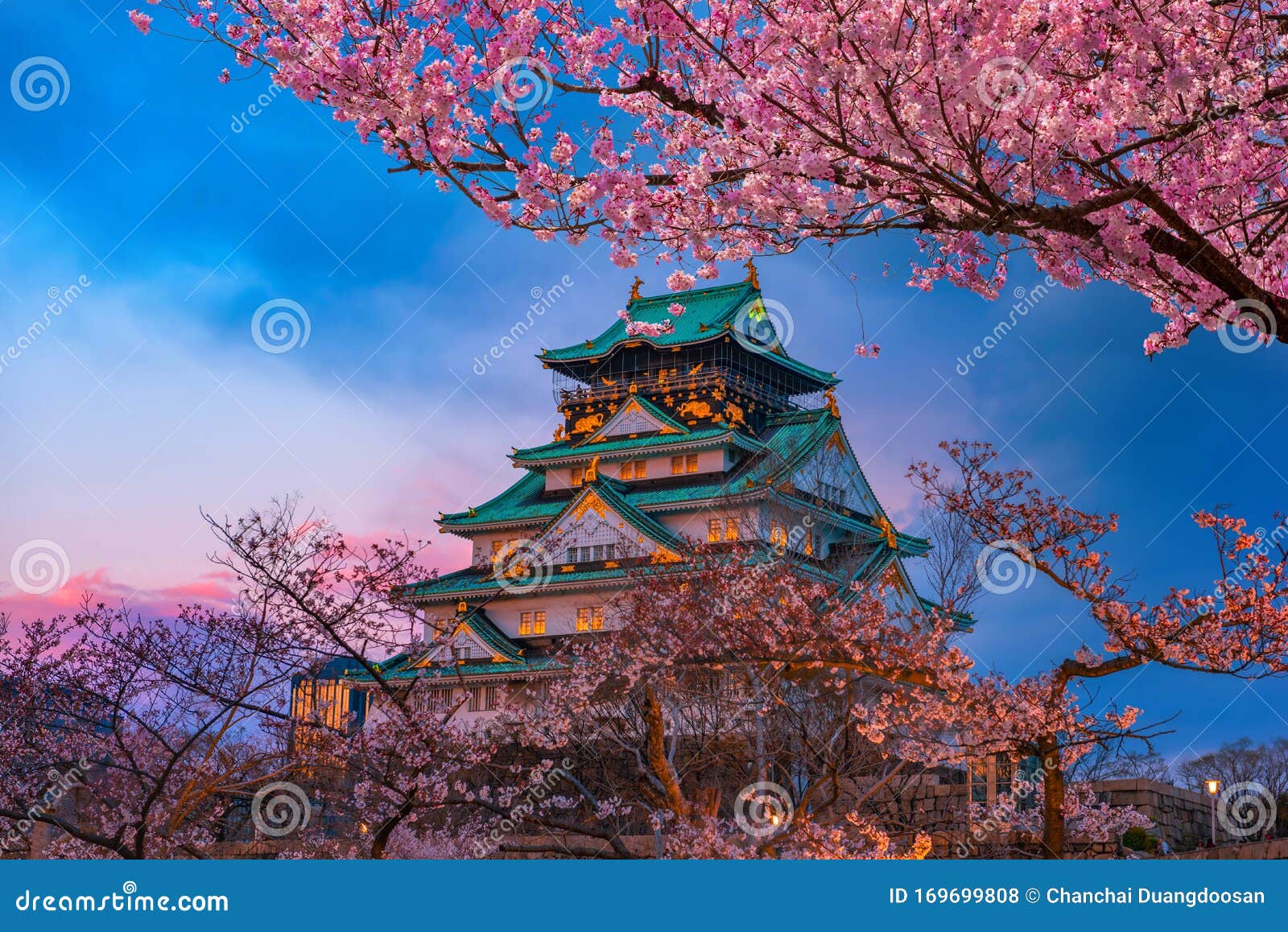 Cherry Blossom at Osaka Castle Japan at Night Stock Photo Image of