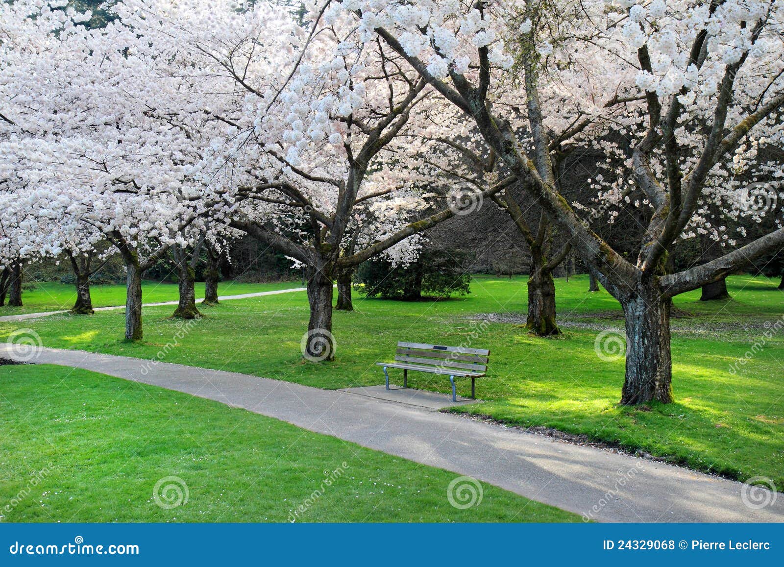 Cherry Blossom park stock photo. Image of urban, city 24329068