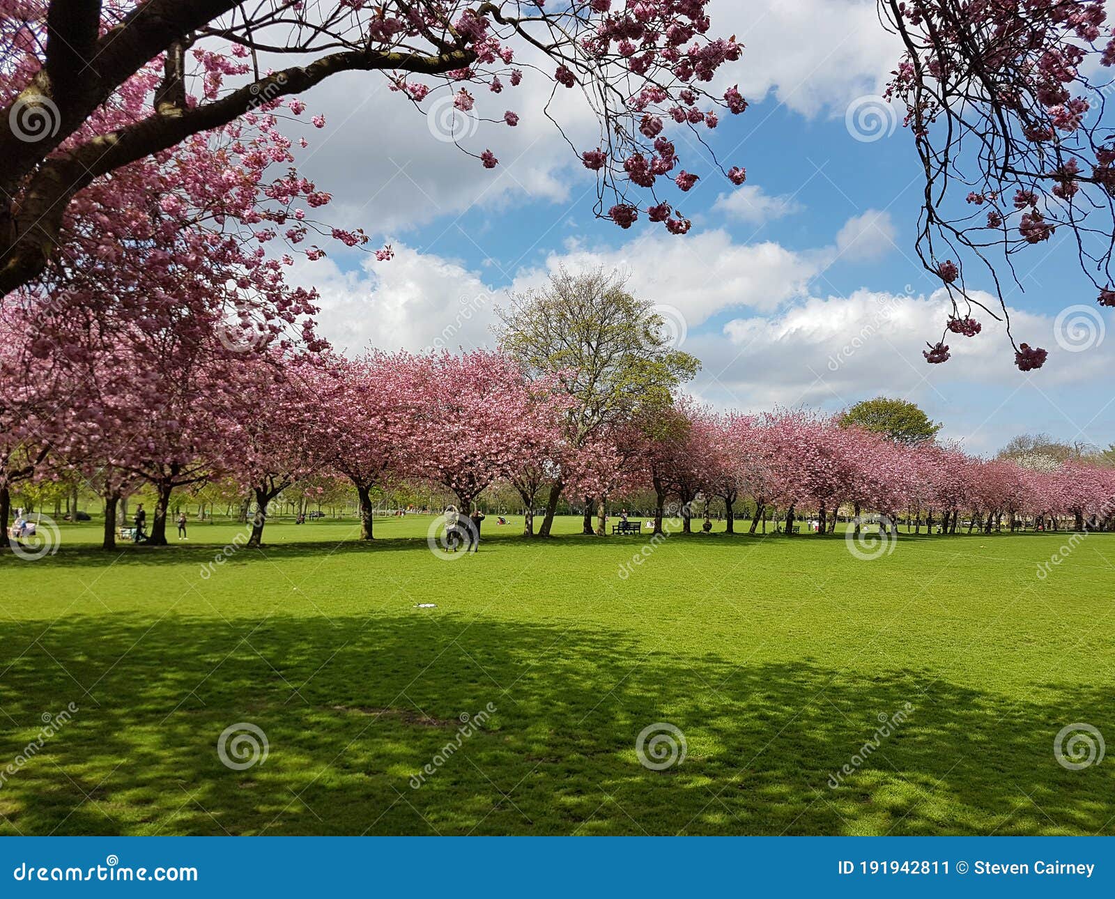 Cherry Blossom Park Edinburgh Stock Image Image of trees, green