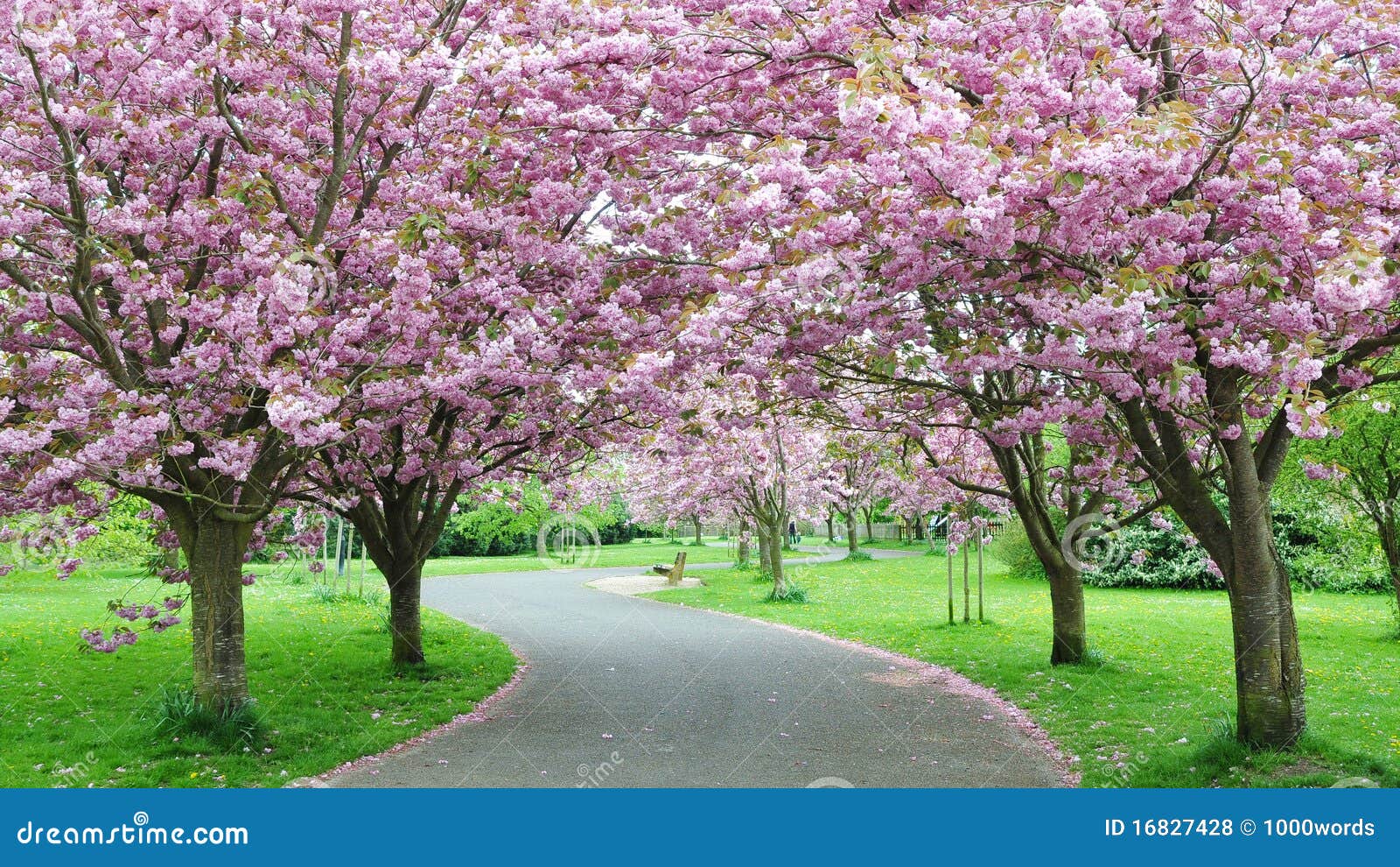 cherry blossom path