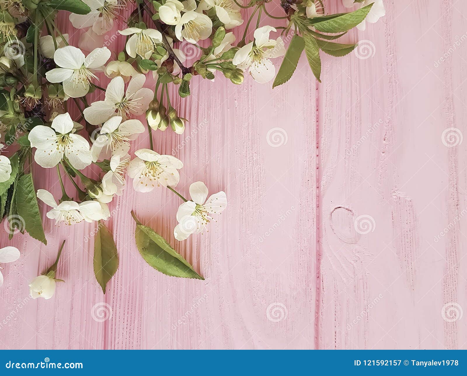 Cherry Blossom on Pink Wooden Pastel Frame Background Stock Image ...