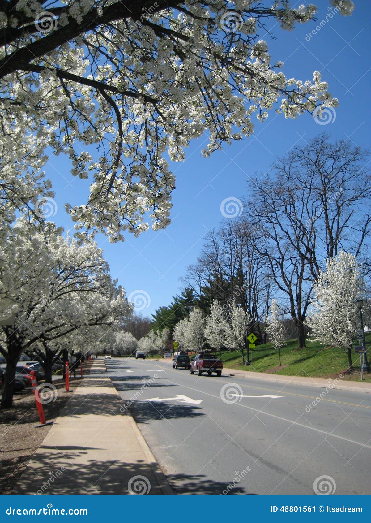 Cherry blossom stock image. Image of autumn, white, tree 48801561