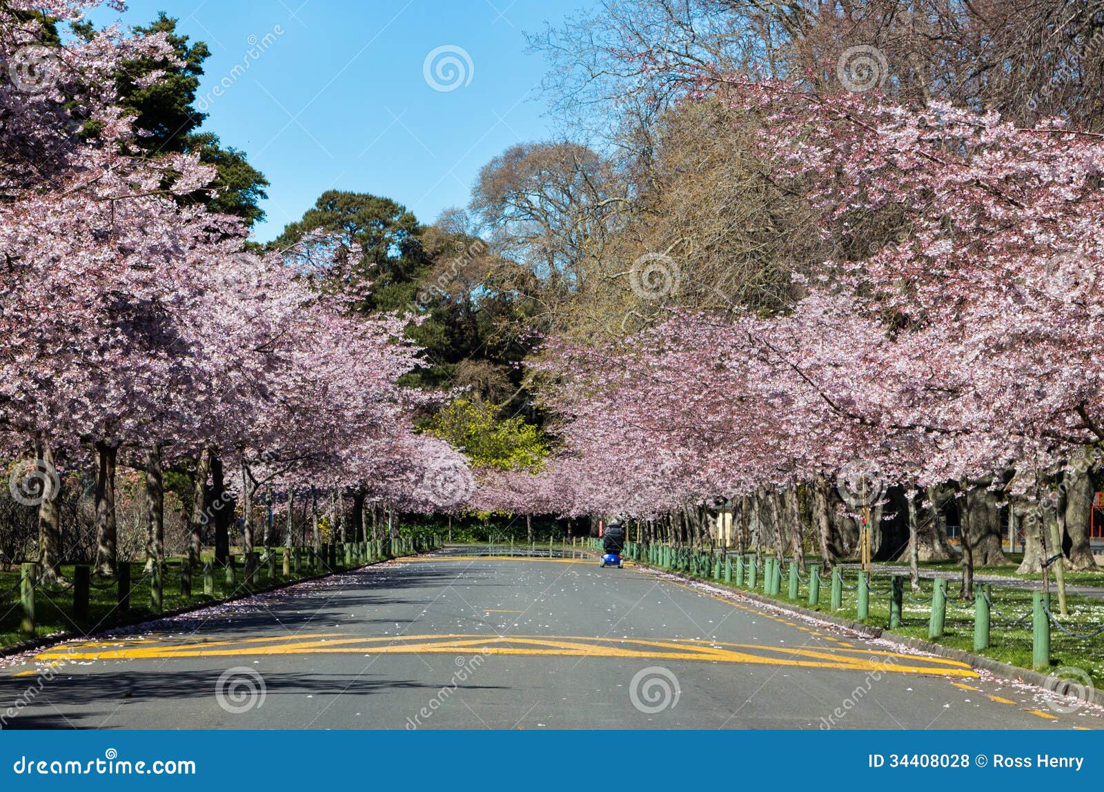 Cherry Blossom Road stock photo. Image of pink, season 34408028