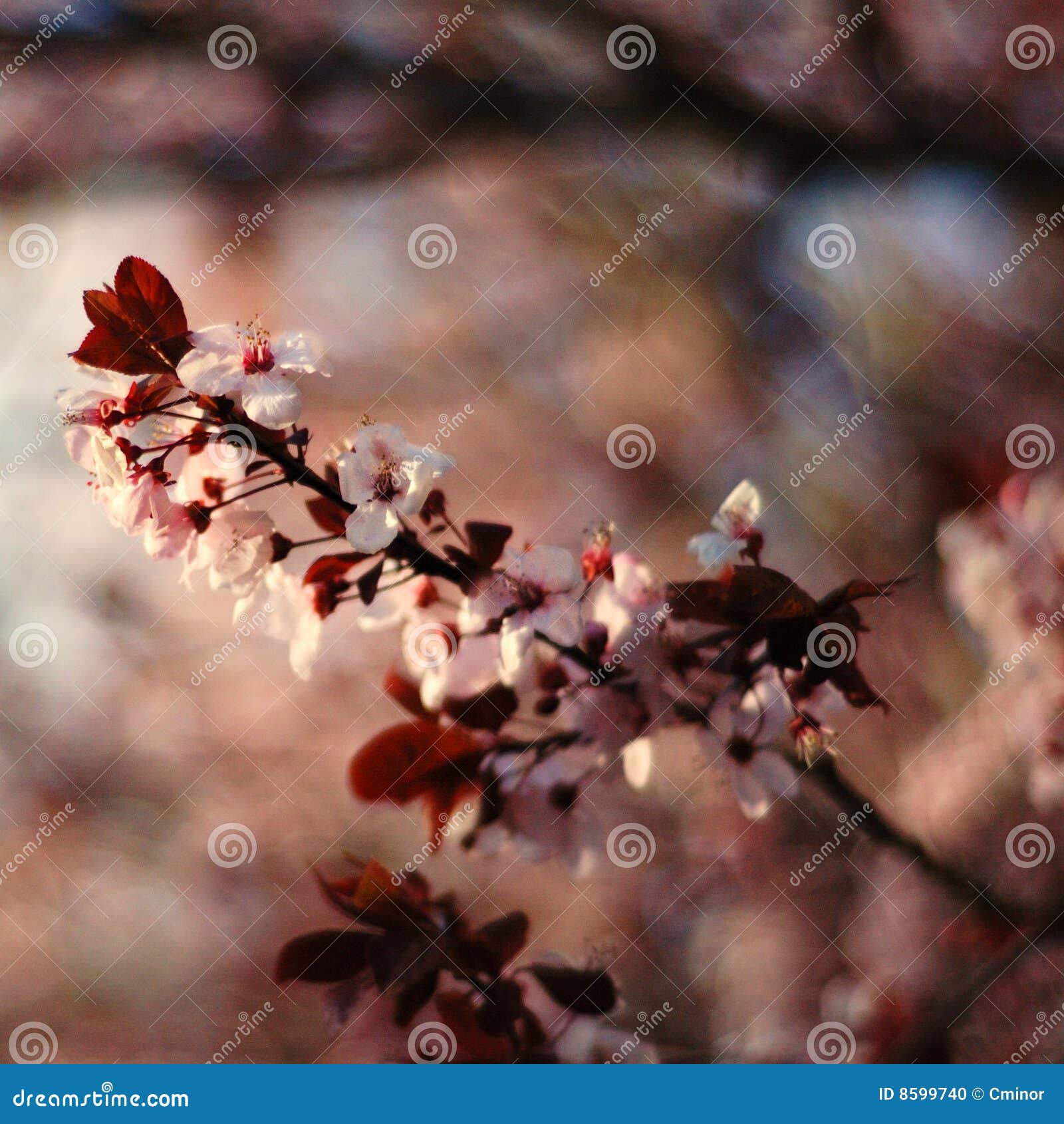 cherry blossom/ sakura