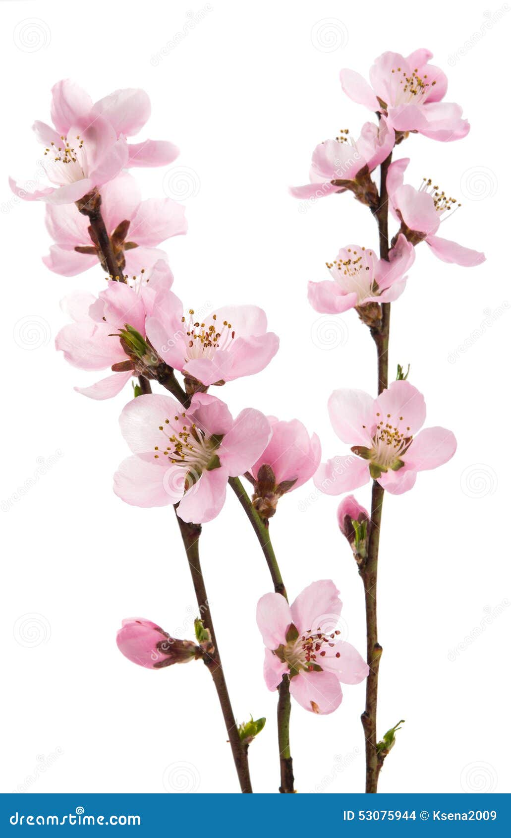 Cherry Blossom, Sakura Flowers Stock Photo - Image of backdrop, east:  53075944