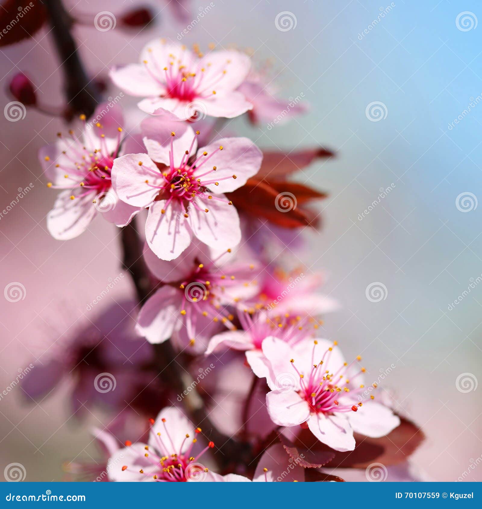 Cherry Blossom stock image. Image of closeup, sakura - 70107559