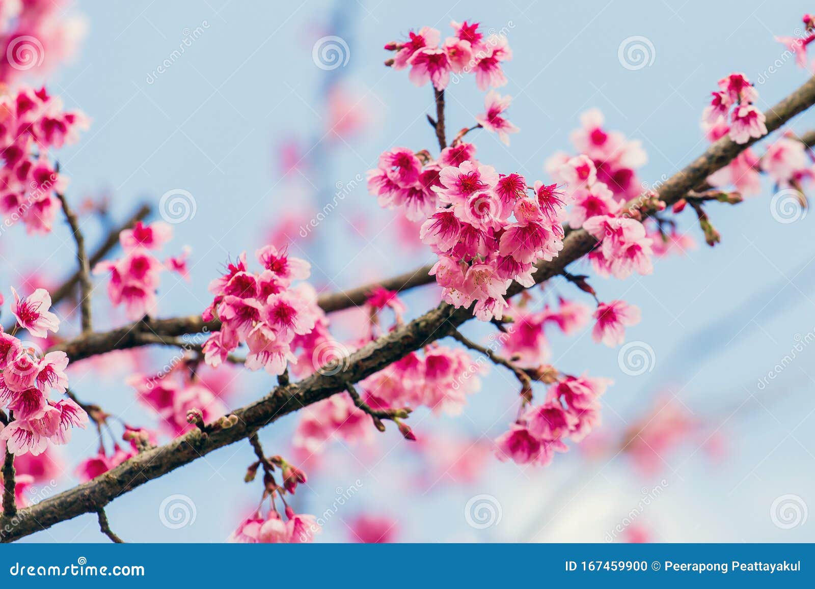 Cherry Blossom Wallpaper HD  PixelsTalkNet