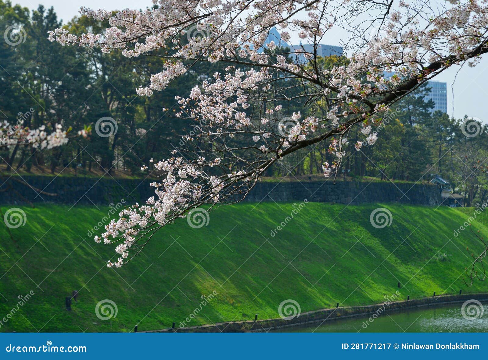 Cherry Blossom Season In Tokyo Japan Stock Image Image Of Bloom cherry-blossom-season-in-tokyo-japan-stock-image-image-of-bloom