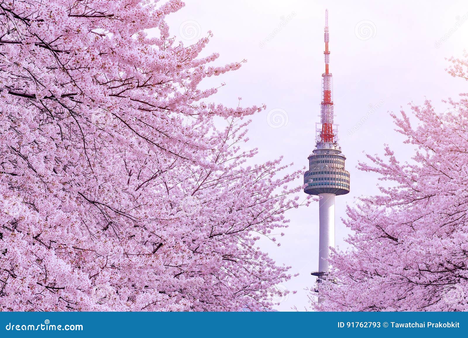 cherry blossom with seoul tower.