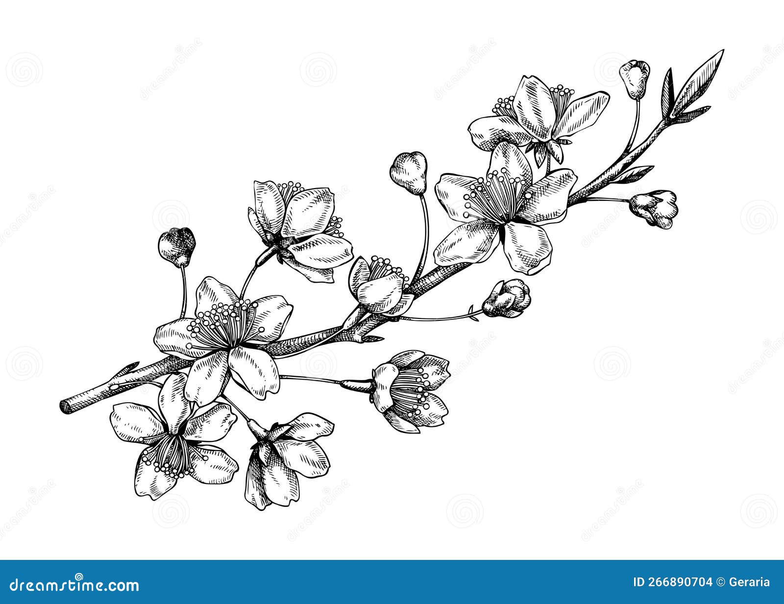 Cherry Blossom Sketch in Engraved Style. Flowering Branch with Flowers ...