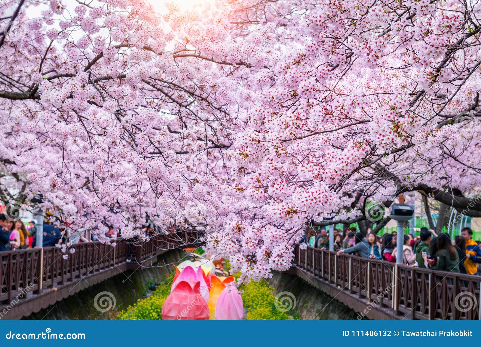 Cherry Blossom in Spring. Jinhae Gunhangje Festival is the Largest