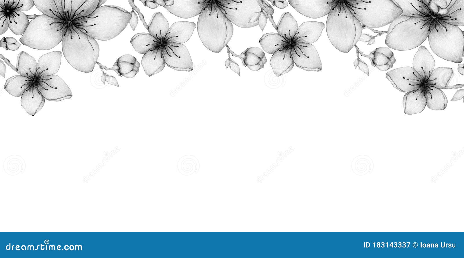 pics Simple Pencil Border Flower Design Drawing dreamstime com