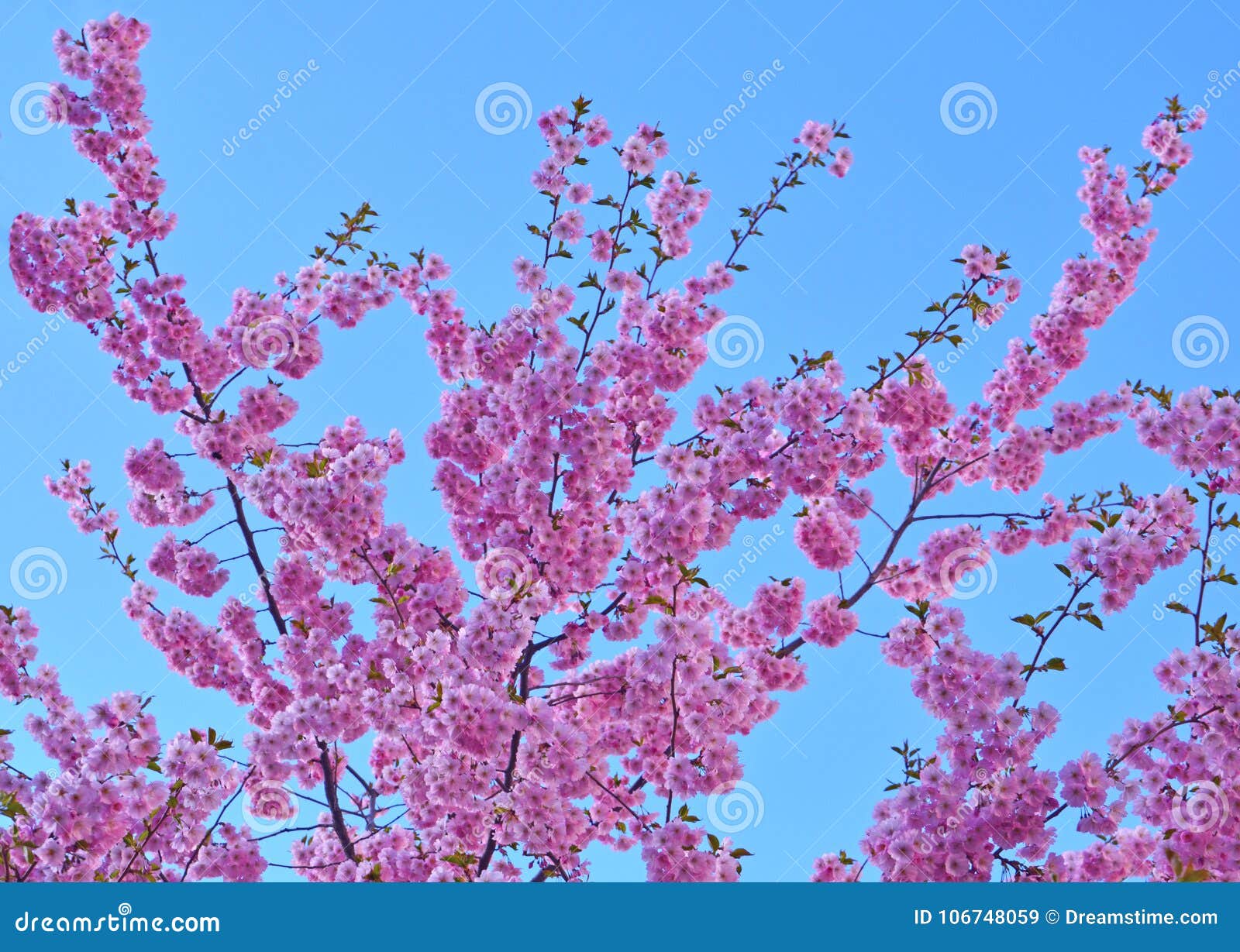 Cherry Blossom in the Springtime Stock Image Image of spring, flowers
