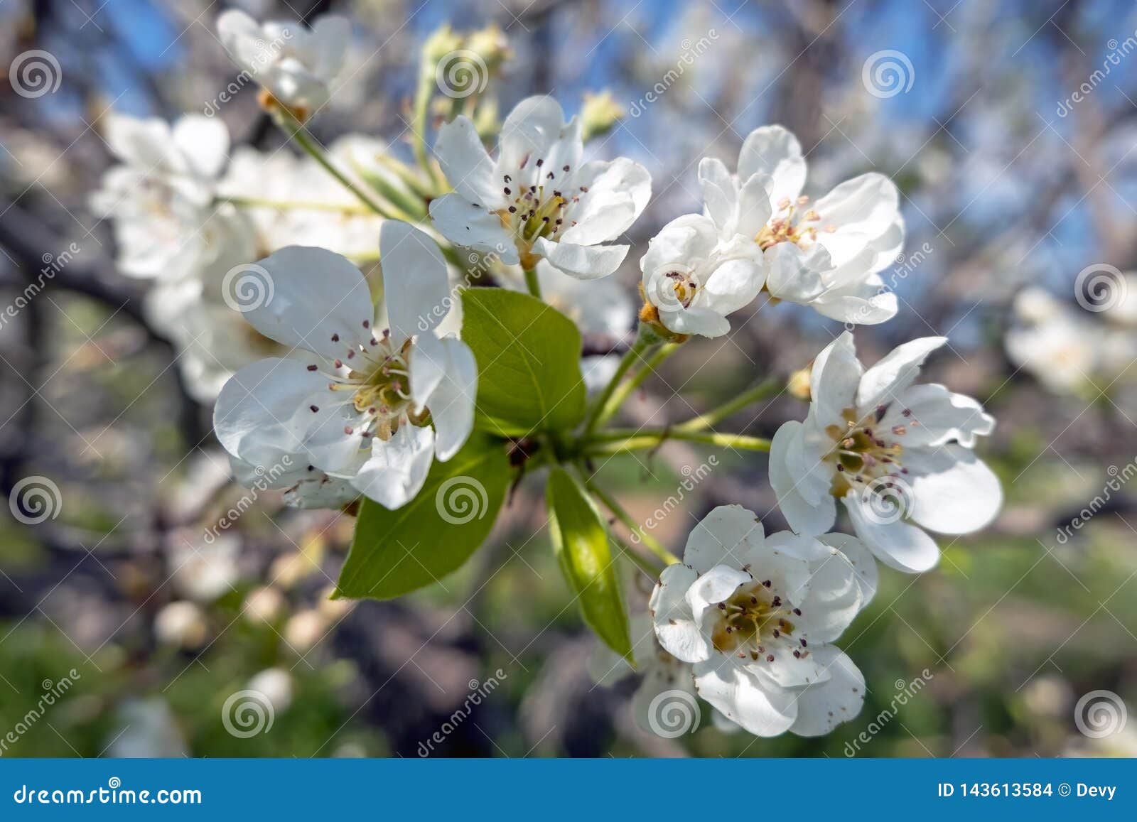 Cherry Blossom in Springtime in Portugal Stock Photo Image of life