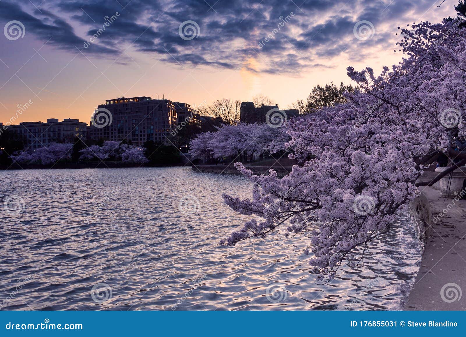 cherry blossom festival tidal basin dc cherry blossom festival tidal basin dc