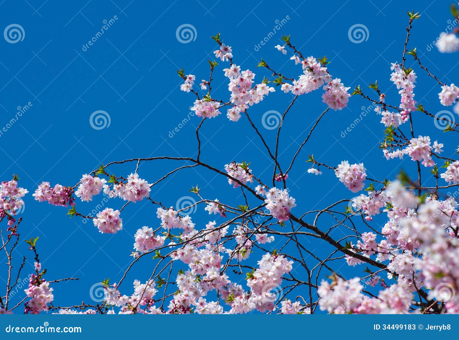 Cherry Blossom Tree Imagen De Archivo Imagen De Brote 34499183 cherry-blossom-tree-imagen-de-archivo-imagen-de-brote-34499183